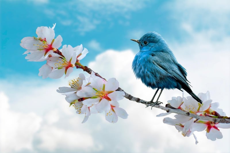 Nature Collage